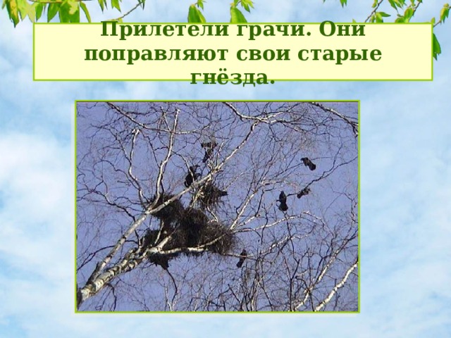 Прилетели грачи. Они поправляют свои старые гнёзда. 