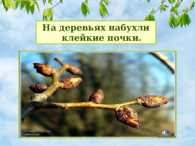 На деревьях набухли клейкие почки. 