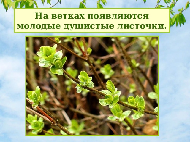 На ветках появляются молодые душистые листочки. 