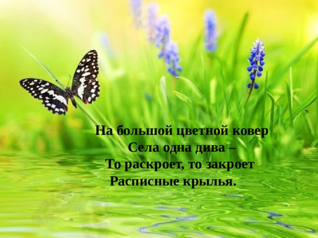 На большой цветной ковер  Села одна дива –  То раскроет, то закроет   Расписные крылья.