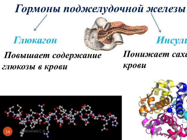 Братякова С.Б.  