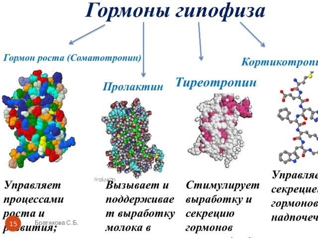 Братякова С.Б.  