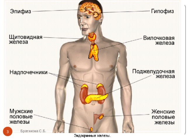 Братякова С.Б.  