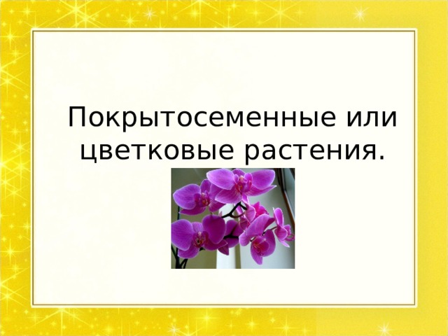 Покрытосеменные или цветковые растения. 