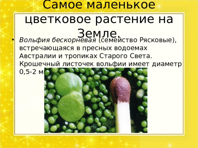 Самое маленькое цветковое растение на Земле. Вольфия бескорневая (семейство Рясковые), встречающаяся в пресных водоемах Австралии и тропиках Старого Света. Крошечный листочек вольфии имеет диаметр 0,5-2 мм. 