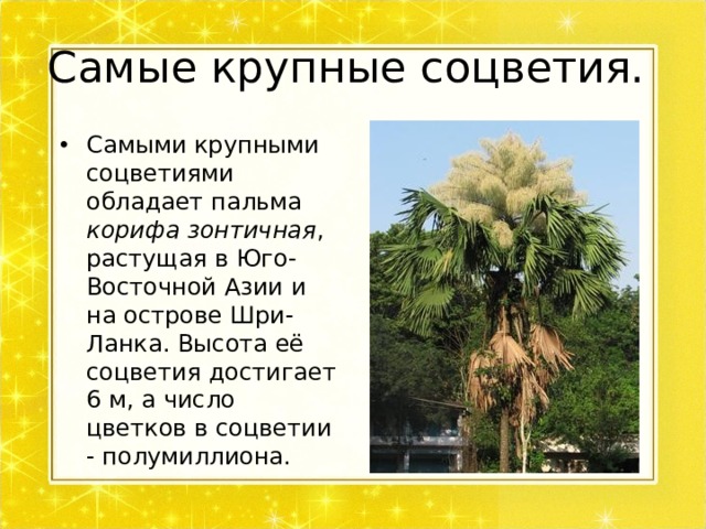 Самые крупные соцветия. Самыми крупными соцветиями обладает пальма корифа зонтичная , растущая в Юго-Восточной Азии и на острове Шри-Ланка. Высота её соцветия достигает 6 м, а число цветков в соцветии - полумиллиона.  