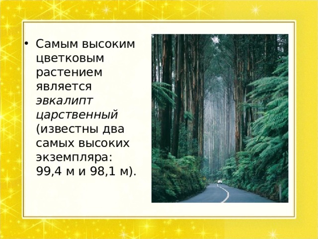 Самым высоким цветковым растением является эвкалипт царственный (известны два самых высоких экземпляра: 99,4 м и 98,1 м).  