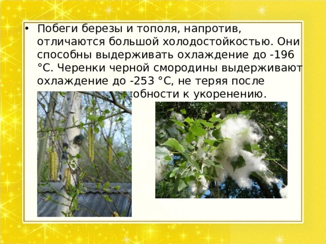 Побеги березы и тополя, напротив, отличаются большой холодостойкостью. Они способны выдерживать охлаждение до -196 °С. Черенки черной смородины выдерживают охлаждение до -253 °С, не теряя после оттаивания способности к укоренению. 