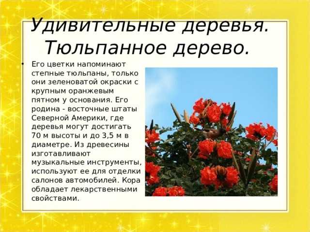 Удивительные деревья. Тюльпанное дерево.    Его цветки напоминают степные тюльпаны, только они зеленоватой окраски с крупным оранжевым пятном у основания. Его родина - восточные штаты Северной Америки, где деревья могут достигать 70 м высоты и до 3,5 м в диаметре. Из древесины изготавливают музыкальные инструменты, используют ее для отделки салонов автомобилей. Кора обладает лекарственными свойствами. 