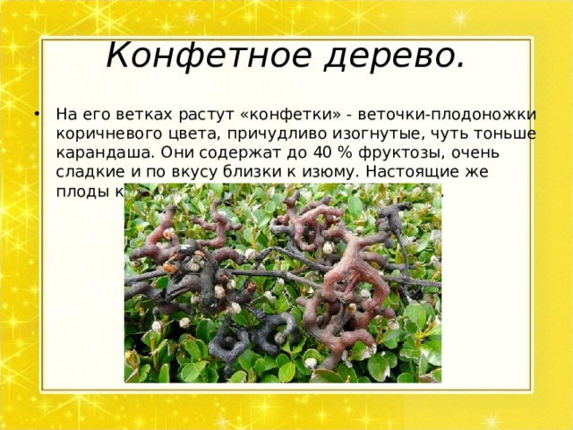 Конфетное дерево. На его ветках растут «конфетки» - веточки-плодоножки коричневого цвета, причудливо изогнутые, чуть тоньше карандаша. Они содержат до 40 % фруктозы, очень сладкие и по вкусу близки к изюму. Настоящие же плоды конфетного дерева мелкие и жесткие. 