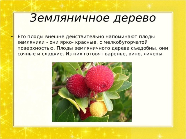 Земляничное дерево Его плоды внешне действительно напоминают плоды земляники - они ярко- красные, с мелкобугорчатой поверхностью. Плоды земляничного дерева съедобны, они сочные и сладкие. Из них готовят варенье, вино, ликеры.  