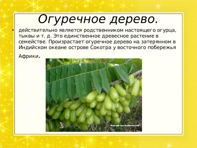 Огуречное дерево. действительно является родственником настоящего огурца, тыквы и т. д. Это единственное древесное растение в семействе. Произрастает огуречное дерево на затерянном в Индийском океане острове Сокотра у восточного побережья Африки . 