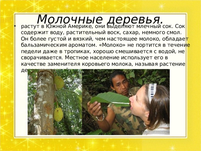Молочные деревья. растут в Южной Америке, они выделяют млечный сок. Сок содержит воду, растительный воск, сахар, немного смол. Он более густой и вязкий, чем настоящее молоко, обладает бальзамическим ароматом. «Молоко» не портится в течение педели даже в тропиках, хорошо смешивается с водой, не сворачивается. Местное население использует его в качестве заменителя коровьего молока, называя растение деревом-коровой.  