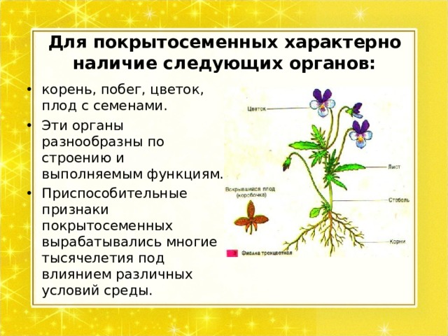 Для покрытосеменных характерно наличие следующих органов: корень, побег, цветок, плод с семенами. Эти органы разнообразны по строению и выполняемым функциям. Приспособительные признаки покрытосеменных вырабатывались многие тысячелетия под влиянием различных условий среды. 