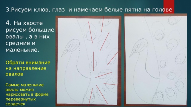 3.Рисуем клюв, глаз и намечаем белые пятна на голове 4. На хвосте рисуем большие овалы , а в них средние и маленькие. Обрати внимание на направление овалов Самые маленькие овалы можно нарисовать в форме перевернутых сердечек . 