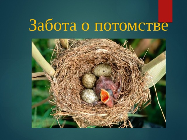 Забота о потомстве 