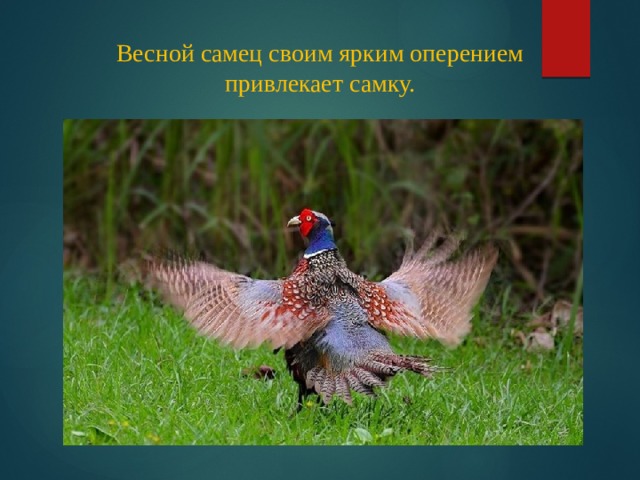 Весной самец своим ярким оперением привлекает самку. 