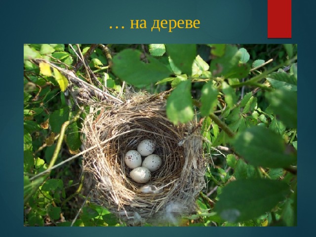 … на дереве 