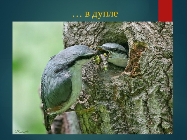 … в дупле 