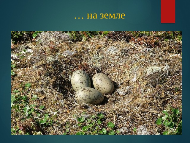 … на земле 