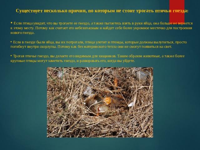 Существует несколько причин, по которым не стоит трогать птичьи гнезда:   Если птица увидит, что вы трогаете ее гнездо, а также пытаетесь взять в руки яйца, она больше не вернется к этому месту. Потому как считает его небезопасным и найдет себе более укромное местечко для построения нового гнезда.  Если в гнезде были яйца, вы их потрогали, птица улетит и птенцы, которые должны вылупиться, просто погибнут внутри скорлупы. Потому как без материнского тепла они не смогут появиться на свет.  Трогая птичье гнездо, вы делаете его видимым для хищников. Таким образом животные, а также более крупные птицы могут заметить гнездо, и разворовать его, когда вы уйдете. 