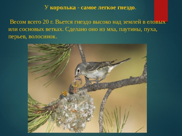 У  королька  -  самое легкое гнездо .  Весом всего 20 г. Вьется гнездо высоко над землей в еловых или сосновых ветках. Сделано оно из мха, паутины, пуха, перьев, волосинок. 