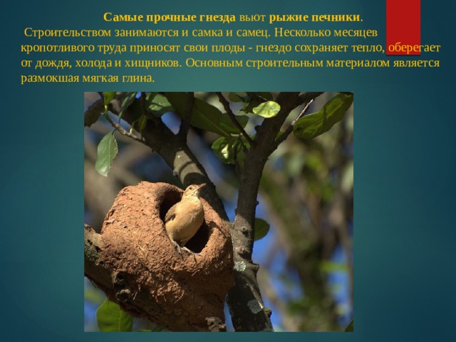 Самые прочные гнезда  вьют  рыжие печники .  Строительством занимаются и самка и самец. Несколько месяцев кропотливого труда приносят свои плоды - гнездо сохраняет тепло, оберегает от дождя, холода и хищников. Основным строительным материалом является размокшая мягкая глина.  