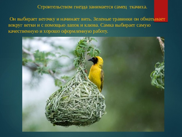 Строительством гнезда занимается самец ткачиха.  Он выбирает веточку и начинает вить. Зеленые травинки он обматывает вокруг ветки и с помощью лапок и клюва. Самка выбирает самую качественную и хорошо оформленную работу. 