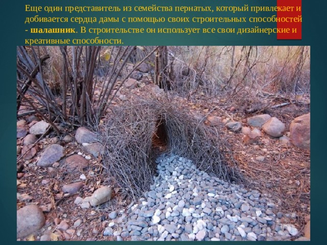 Еще один представитель из семейства пернатых, который привлекает и добивается сердца дамы с помощью своих строительных способностей -  шалашник . В строительстве он использует все свои дизайнерские и креативные способности.  
