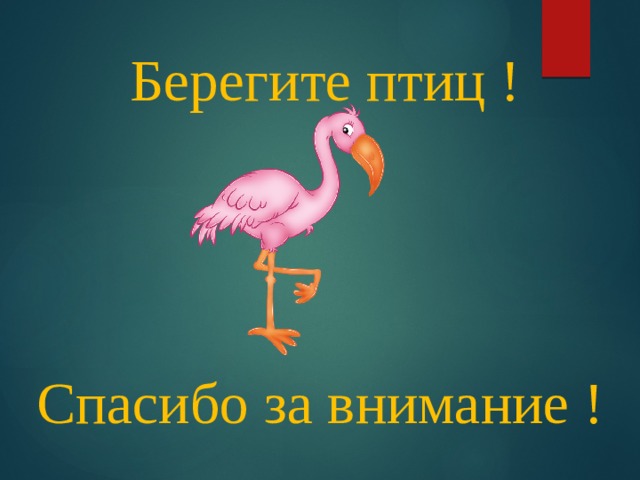 Берегите птиц ! Спасибо за внимание ! 