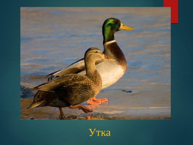 Утка 