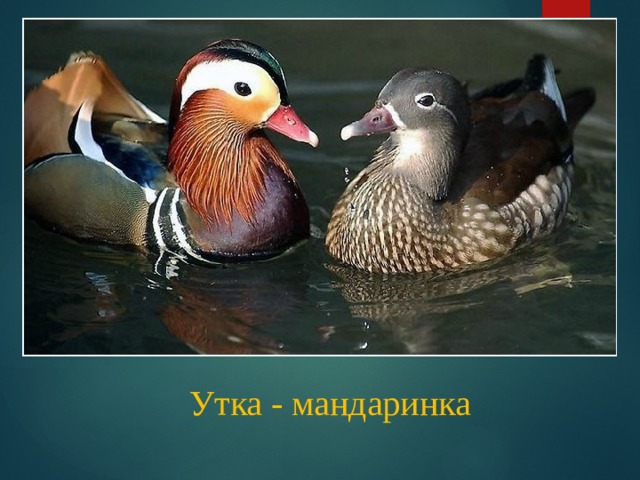 Утка - мандаринка 