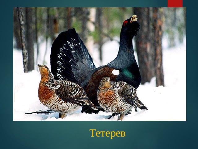 Тетерев 