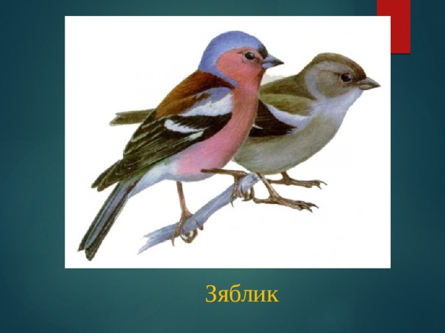 Зяблик 