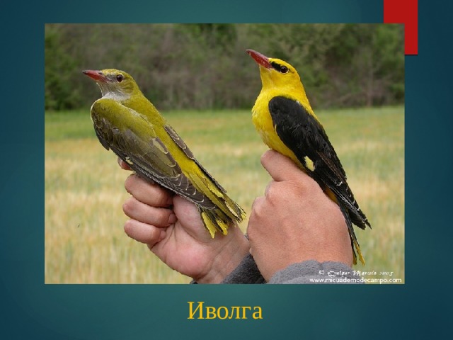Иволга 