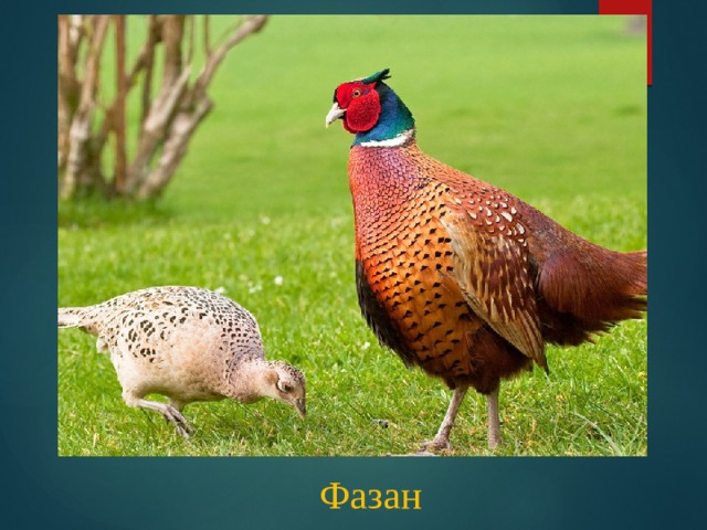 Фазан 