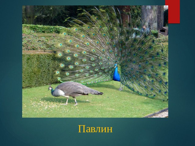 Павлин 