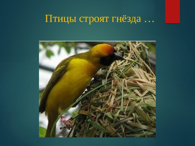 Птицы строят гнёзда … 