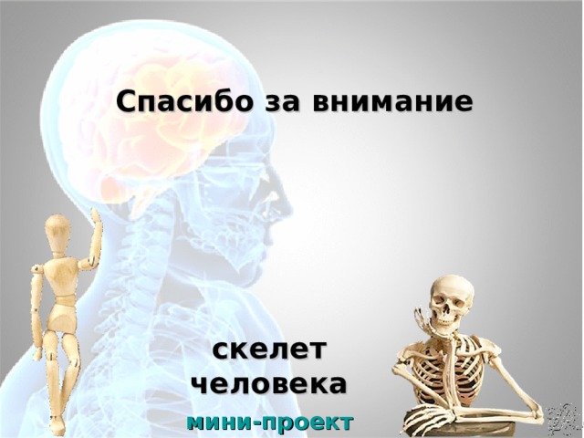Спасибо за внимание скелет человека мини-проект 
