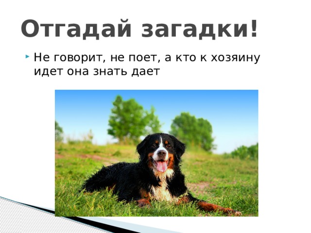 Отгадай загадки! Не говорит, не поет, а кто к хозяину идет она знать дает 
