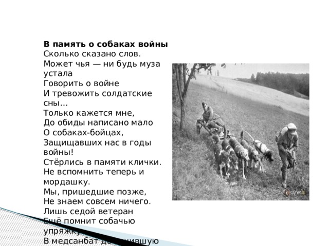 В память о собаках войны Сколько сказано слов.  Может чья — ни будь муза устала  Говорить о войне  И тревожить солдатские сны…  Только кажется мне,  До обиды написано мало  О собаках-бойцах,  Защищавших нас в годы войны! Стёрлись в памяти клички.  Не вспомнить теперь и мордашку.  Мы, пришедшие позже,  Не знаем совсем ничего.  Лишь седой ветеран  Ещё помнит собачью упряжку  В медсанбат дотащившую  С поля боя когда-то его! 