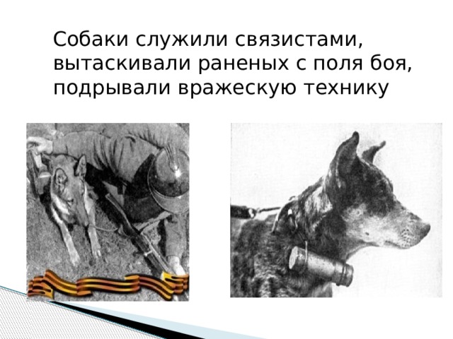 Собаки служили связистами, вытаскивали раненых с поля боя, подрывали вражескую технику 