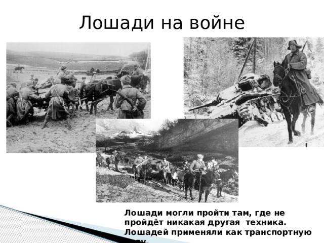 Лошади на войне Лошади могли пройти там, где не пройдёт никакая другая техника. Лошадей применяли как транспортную силу. 