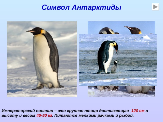 Символ Антарктиды Императорский пингвин – это крупная птица достигающая 120 см в высоту и весом 40-50 кг . Питаются мелкими рачками и рыбой. 