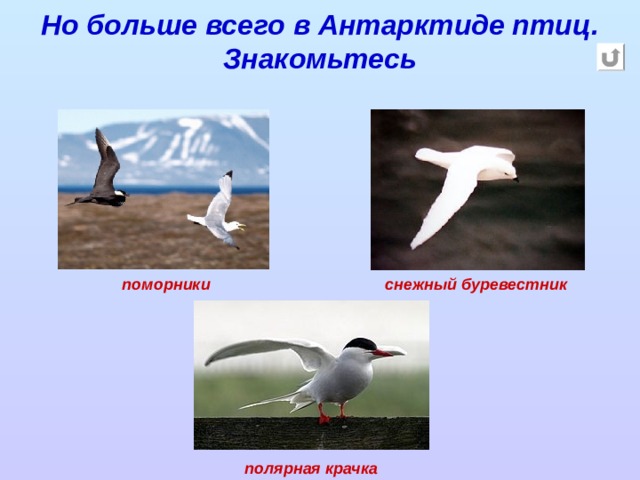 Но больше всего в Антарктиде птиц. Знакомьтесь поморники снежный буревестник полярная крачка 