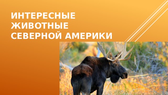 Интересные животные северной Америки 