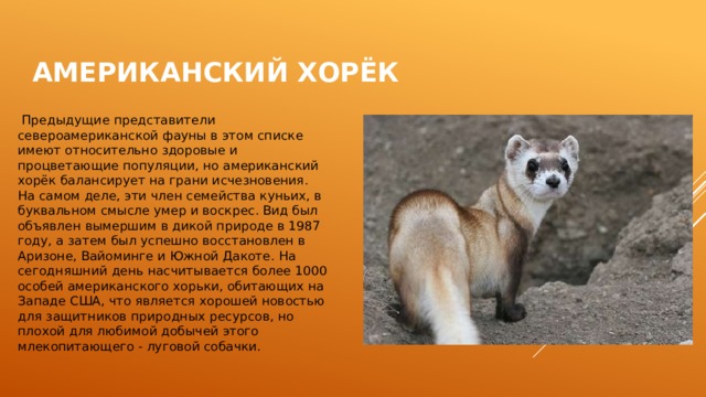 Американский хорёк  Предыдущие представители североамериканской фауны в этом списке имеют относительно здоровые и процветающие популяции, но американский хорёк балансирует на грани исчезновения. На самом деле, эти член семейства куньих, в буквальном смысле умер и воскрес. Вид был объявлен вымершим в дикой природе в 1987 году, а затем был успешно восстановлен в Аризоне, Вайоминге и Южной Дакоте. На сегодняшний день насчитывается более 1000 особей американского хорьки, обитающих на Западе США, что является хорошей новостью для защитников природных ресурсов, но плохой для любимой добычей этого млекопитающего - луговой собачки.   