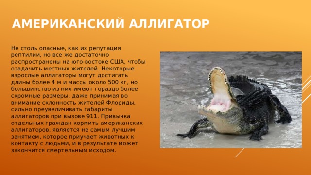 Американский аллигатор Не столь опасные, как их репутация рептилии, но все же достаточно распространены на юго-востоке США, чтобы озадачить местных жителей. Некоторые взрослые аллигаторы могут достигать длины более 4 м и массы около 500 кг, но большинство из них имеют гораздо более скромные размеры, даже принимая во внимание склонность жителей Флориды, сильно преувеличивать габариты аллигаторов при вызове 911. Привычка отдельных граждан кормить американских аллигаторов, является не самым лучшим занятием, которое приучает животных к контакту с людьми, и в результате может закончится смертельным исходом.    