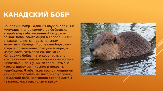 Канадский бобр Канадский бобр - один из двух видов ныне живущих членов семейства бобровые, второй вид - обыкновенный бобр, или речной бобр, обитающий в Европе и Азии, а также является национальным животным Канады. После капибары, они вторые по величине грызуны в мире, и могут достигать веса свыше 30 кг. Канадские бобры - это коренастые, с компактными телами и короткими ногами животные. Лапы у них перепончатые, а хвосты широкие, плоские и покрыты чешуйками. Чтобы укрыться от хищников или неблагоприятных погодных условий, канадский бобр постоянно строит дамбы из палок, листьев, грязи и веток. 