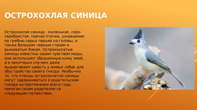 Острохохлая синица Острохохлая синица - маленькая, серо-серебристая, певчая птичка, узнаваемая по гребню серых перьев на головы, а также большим черным глазам и рыжеватым бокам. Острохохлатые синицы известны своим чувством моды, они используют сброшенную кожу змей, а в некоторых случаях даже выдергивают шерсть у живых собак для обустройства своего гнезда. Необычно то, что птенцы острохохлатой синицы могут задерживаться в родительском гнезде на протяжении всего года, помогая своим родителям со следующим потомством.    
